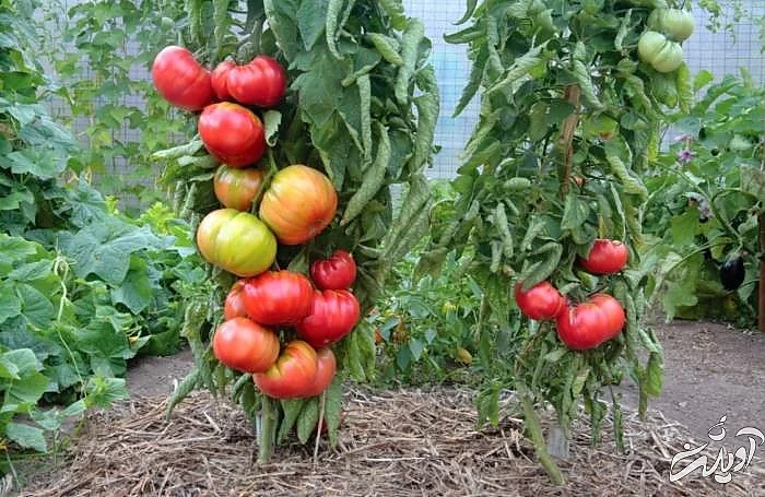 آموزش کاشت گوجه فرنگی در خانه کاشت گیاه گوجه فرنگی